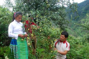 Huyện Trạm Tấu hiện đang triển khai đề án xây dựng cơ sở chế biến và chỉ dẫn địa lý sơn tra để nâng cao giá trị kinh tế cho nông dân.