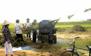 Cơ giới hóa trong thu hoạch lúa.