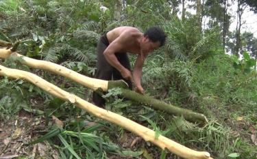 Nông dân xã Minh An thu hoạch quế.