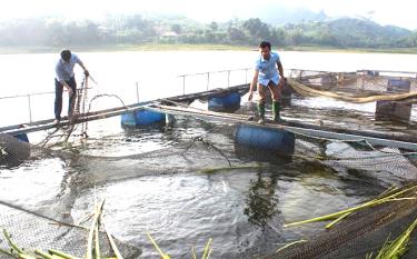 Người dân xã Phan Thanh phát triển nuôi cá lồng trên hồ Thác Bà.