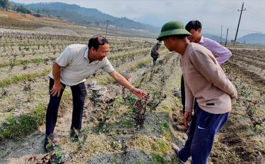 Đồng chí Vũ Tiến Đức - Chủ tịch UBND huyện Mù Cang Chải (bên trái) kiểm tra mô hình trồng hoa hồng tại HTX Hoa Nậm Khắt.