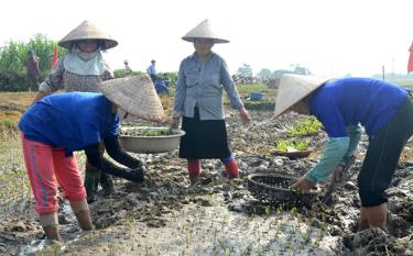 Nhờ có sự giám sát tích cực của HĐND thị xã, sản xuất vụ đông năm 2019 ở Nghĩa Lộ đạt hiệu quả kinh tế cao.