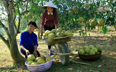 Bưởi Đại Minh sản phẩm đạt tiêu chuẩn từ 3 sao trở lên trong Chương trình OCOP. (Ảnh: Thanh Miền)
