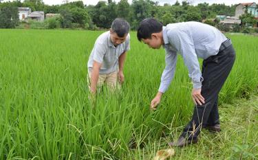 Cán bộ nông - lâm xã Yên Hợp hướng dẫn nhân dân chăm sóc, phòng trừ sâu bệnh hại lúa đông xuân.