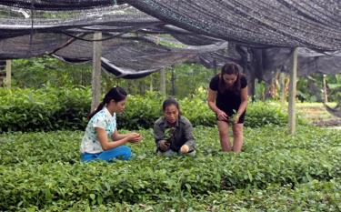 Mô hình ươm quế giống mang lại hiệu quả kinh tế cao cho nhiều hộ hội viên phụ nữ thành phố Yên Bái.