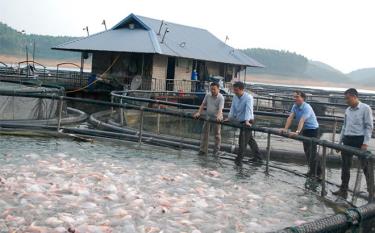 Nuôi cá lồng trên hồ Thác Bà đã trở thành ngành kinh tế mũi nhọn ở Yên Bình.