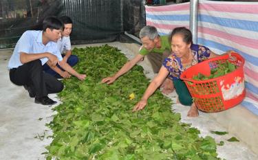 Lãnh đạo xã Báo Đáp nắm bắt tình hình sản xuất tại một mô hình nuôi tằm ở thôn Đồng Sâm.