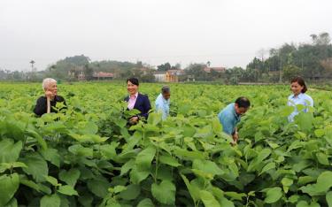 Cánh đồng dâu năng suất cao ở thôn Lan Đình, xã Việt Thành.