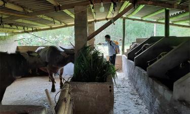 m88 trang cá cược the thao hộ dân ở xã Lâm Thượng, huyện Lục Yên phun tiêu độc khử trùng phòng chống bệnh dịch viêm da nổi cục ở trâu, bò.
