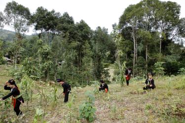 Dao people in Vien Son are taking care of cinnamon trees (Photo: Thanh Mien)