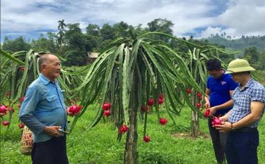 Sản phẩm thanh long ruột đỏ xã Hưng Khánh huyện Trấn Yên  phấn đấu đạt sản phẩm OCOP.