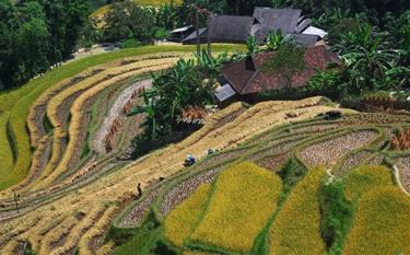 Hoàng Su Phì (Hà Giang) được nhắc đến với ruộng bậc thang đẹp bậc nhất Việt Nam với màu vàng phủ khắp núi đồi mỗi khi mùa lúa chín về.