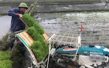 Nông dân xã Đông Cuông, huyện Văn Yên cơ giới hóa khâu cấy lúa.