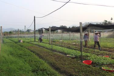 Một mô hình tưới tiên tiến, tiết kiệm nước trong sản xuất nông nghiệp.
