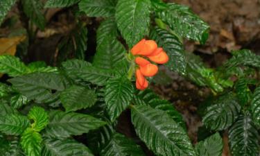 Loài hoa dại Gasteranthus extincus. Ảnh: theguardian.com