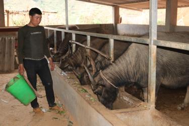 Anh Giàng A Hồng chăm sóc đàn trâu, bò của mình.