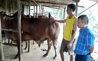 Kiểm tra mô hình chăn nuôi trâu bò theo hướng hàng hóa ở xã Hưng Thịnh, huyện Trấn Yên.