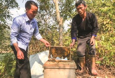 Anh Sùng A Khày (bên trái) kiểm tra đàn ong nuôi.