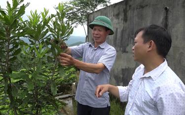 Nhân dân xã Gia Hội đưa cây mắc ca vào trồng xen các diện tích chè nhằm tăng năng suất, giá trị trên một đơn vị diện tích canh tác.