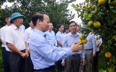 Đồng chí Đỗ Đức Duy - Ủy viên Ban Chấp hành Trung ương Đảng, Bí thư Tỉnh ủy thăm mô hình trồng cam của ông Đỗ Văn Chiến, thôn Trung Tâm, thị trấn Nông trường Trần Phú, huyện Văn Chấn cho thu nhập trên 100 triệu đồng/năm