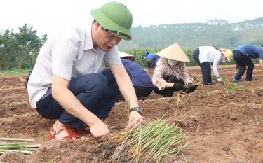 Đồng chí Nguyễn Thế Phước - Phó Chủ tịch Thường trực UBND tỉnh tham gia trồng dâu cùng người dân.