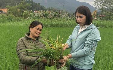 Cán bộ khuyến nông viên huyện Yên Bình hướng dẫn người dân cách phát hiện và phòng trừ sâu bệnh.