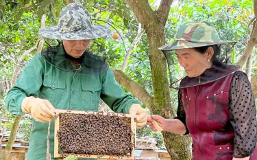 Mô hình VAR của gia đình bà Nguyễn Thị Nguyệt ở thôn Hơn mỗi năm cho thu nhập hơn nửa tỷ đồng.