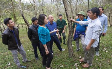 Lãnh đạo thị trấn Sơn Thịnh, huyện Văn Chấn trao đổi với người dân về hướng phát triển cây sơn.