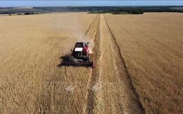 Nông dân thu hoạch lúa mì gần Kramatosk, Ukraine ngày 7/7/2022. Ảnh: AFP/TTXVN