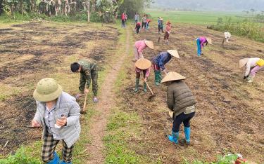 Chị em phụ nữ Chi hội phụ nữ thôn Tông Áng, xã Khánh Thiện giúp đỡ hội viên Hoàng Thị Tâm tra ngô kịp thời vụ.