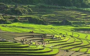 Sắc màu ruộng mạ xanh xen kẽ ruộng mới cày bừa trắng nước chờ cấy lúa trông đẹp như tranh ở Sa Pa (Lào Cai). Ảnh minh họa