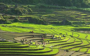 Sắc màu ruộng mạ xanh xen kẽ ruộng mới cày bừa trắng nước chờ cấy lúa trông đẹp như tranh ở Sa Pa (Lào Cai). Ảnh minh họa