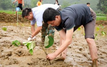 Lãnh đạo huyện Trấn Yên cùng bà con nhân dân trồng sen tại thôn Minh Phú, xã Vân Hội