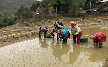 Nông dân xã Xà Hồ, huyện Trạm Tấu tham gia mô hình trình diễn lúa lai 3 dòng Thụy Hương 308.