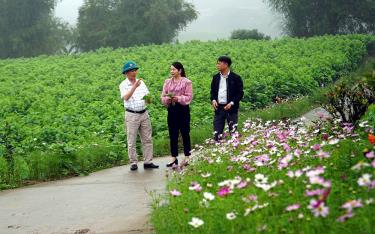 Cánh đồng dâu tại thôn Lan Đình, xã Thành Thịnh rực rỡ sắc hoa, sẵn sàng đón du khách trải nghiệm hái lá dâu, quả dâu và check in. 
