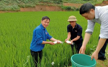 Lãnh đạo UBND xã Púng Luông kiểm tra mô hình nuôi cá ruộng của tổ hợp tác nuôi cá ruộng Đoàn thanh niên xã.