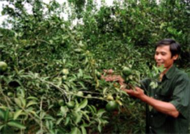 Ông Lang Văn Tân, hội viên Hội Nông dân ở khu 7, thị trấn Nông trường Trần Phú (Văn Chấn) mỗi năm thu nhập trên 200 triệu đồng từ mô hình trồng cam. (Ảnh: Văn Tuấn)

