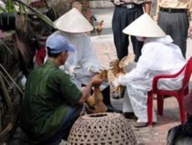 Tiêm phòng cho đàn gà