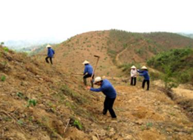 Công nhân Lâm trường Yên Bình trồng mới cây lâm nghiệp trên đảo hồ Thác Bà. (Ảnh: Lê Phiên)