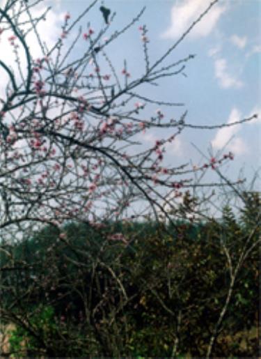 Hoa đào rừng.