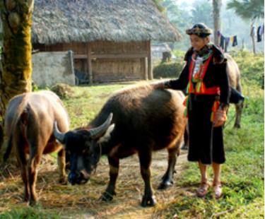 Bình quân mỗi gia đình ở xã Tân Phượng có 3 con trâu.