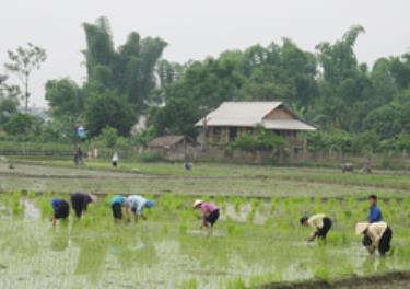 Tranh thủ thời tiết thuận lợi, bà con nông dân huyện Văn Chấn đang khẩn trương gieo cấy lúa xuân.