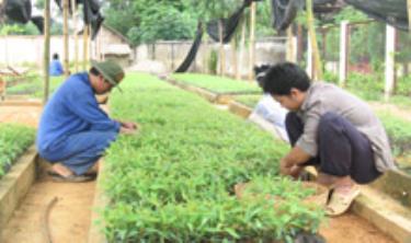 Các vườn ươm đã chuẩn bị đủ lượng cây giống đáp ứng nhu cầu trồng rừng vụ xuân.