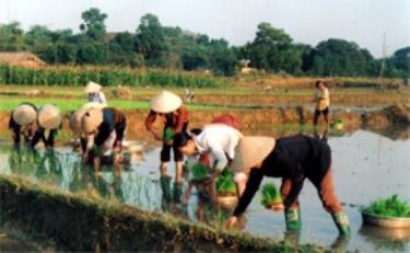 Ngay sau tết Nguyên đán, nông dân xã Vân Hội (Trấn Yên) tập trung xuống đồng gieo cấy lúa xuân.
(Ảnh: Linh Chi)
