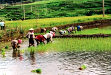 Nông dân xã Tú Lệ (Văn Chấn) gieo cấy lúa xuân.
(Ảnh: Văn Trung)