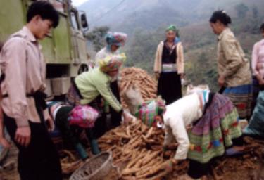 Nhiều gia đình đồng bào Mông xã  Pá Hu (Trạm Tấu) trồng sắn thu về hàng chục triệu đồng. (Ảnh: Đức Hồng)

