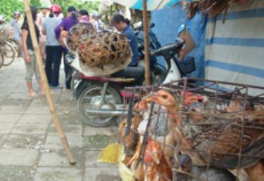 Tại các khu vục chợ thành phố Yên Bái gia cầm vẫn được bày bán tràn lan không rõ nguồn gốc.