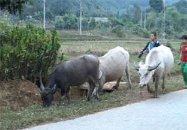 Trấn Yên hiện có 17 nghìn con trâu bò.