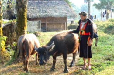 Chăn nuôi trâu ở Lâm Thượng (Lục Yên). (Ảnh: M.Q)