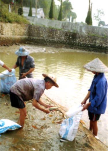 Cán bộ kỹ thuật Trại Giống thủy sản Nghĩa Lộ chọn cá chép lai bố mẹ chuẩn bị cho lứa sinh sản mới.

